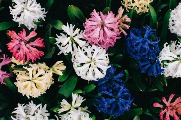 Парк цветов Keukenhof, апрель 2018 путешествия, факты, фото