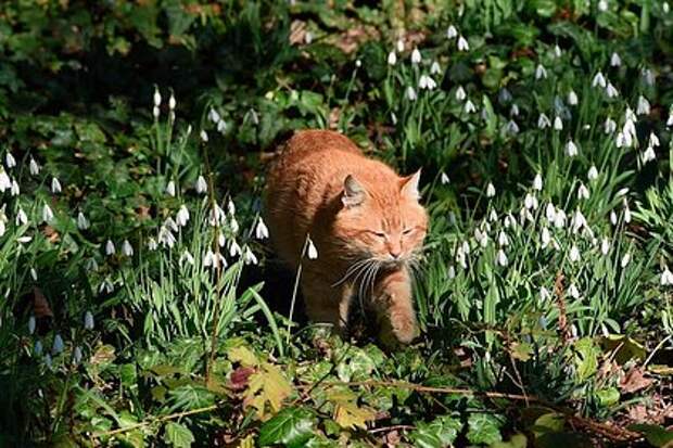 За сбор подснежников россиянам грозит тюрьма и штраф до 1 млн рублей