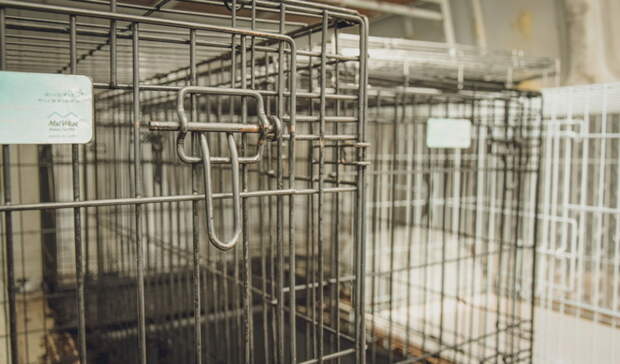 Собака насмерть загрызла маленькую девочку