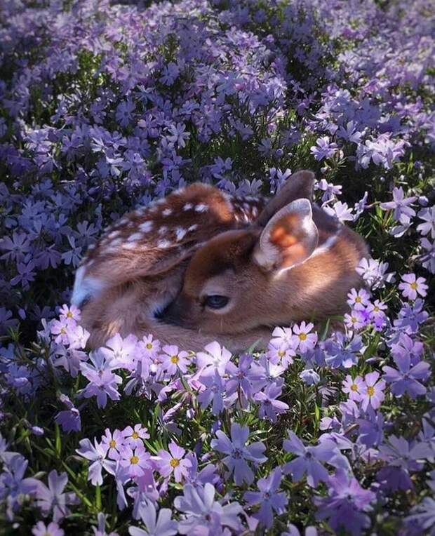 Bigpicture ru adorable baby animals 10