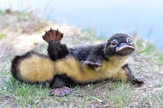 Bigpicture ru adorable baby animals 20