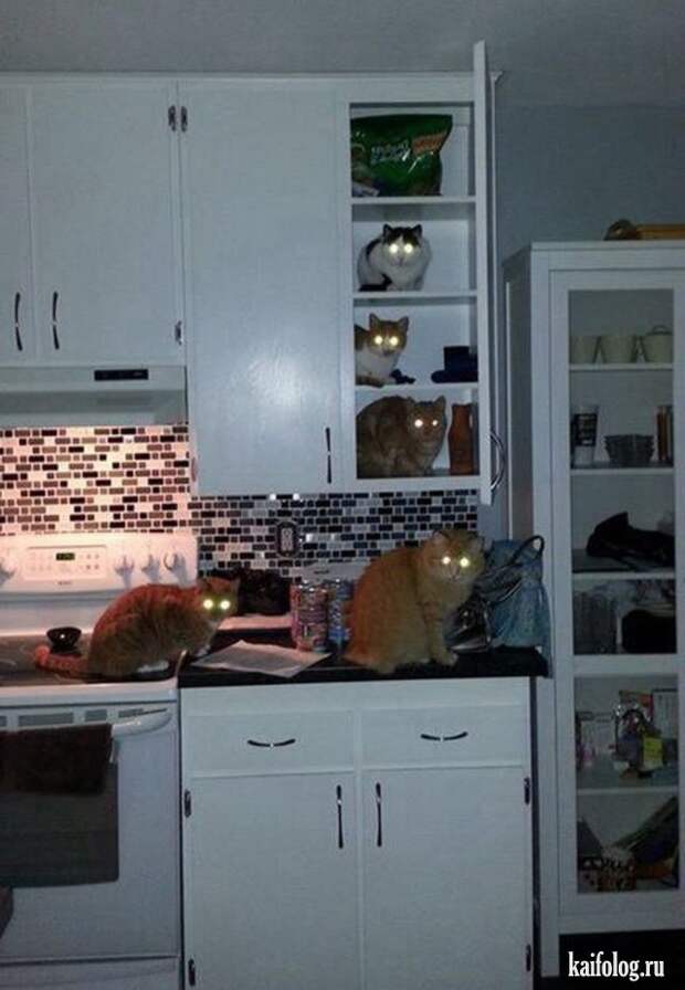 Приколы (55 фото)