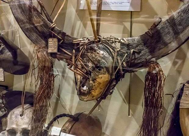 Племя шуар потребовало от Оксфордского музея убрать экспозицию из высушенных человеческих голов