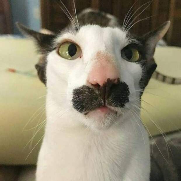 Кошки с причудливым окрасом шерсти коты, кошки, прикольный окрас кошек.