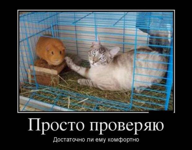 Демотиваторы. Подборка chert-poberi-chert-poberi-06230805052020-10 картинка chert-poberi-06230805052020-10
