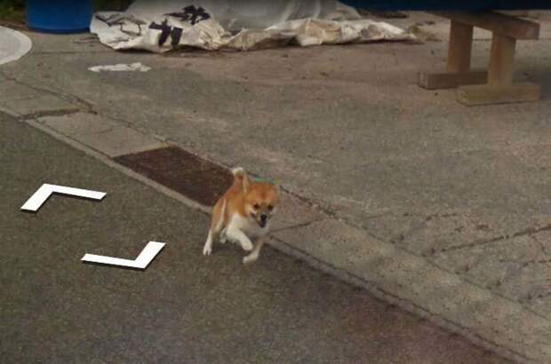 В Японии собака проследовала за автомобилем Google Street View, забавно «испортив» каждую сделанную им фотографию google street view, животные, кадр, собака, юмор