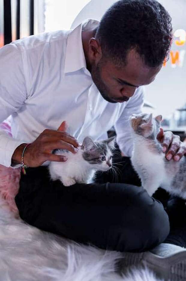 кафе для котов мужчина и коты