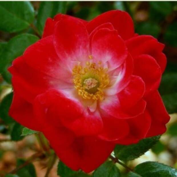 Сорт розы "Литтл Баккара"