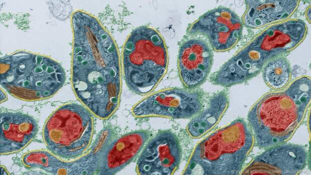 Ученые: бактерии живут в кишечнике и управляют мозгом