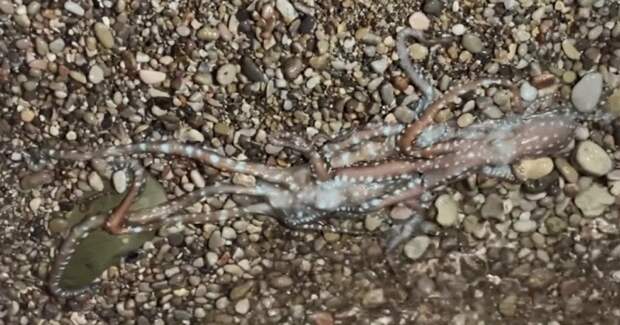 На Ибице пара спрутов вышла на камни во время спаривания