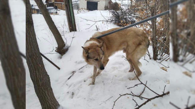 В Барнауле спасатели вытащили пса, который пять дней просидел в колодце на улице Купинской