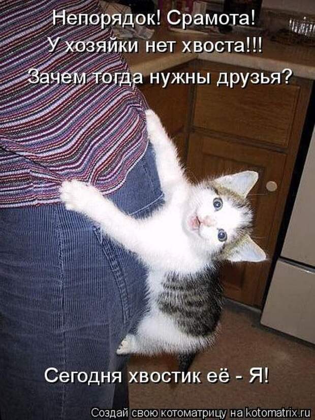 Котоматрицы великолепные, каждая с кусочком позитива и хорошего настроения!!!