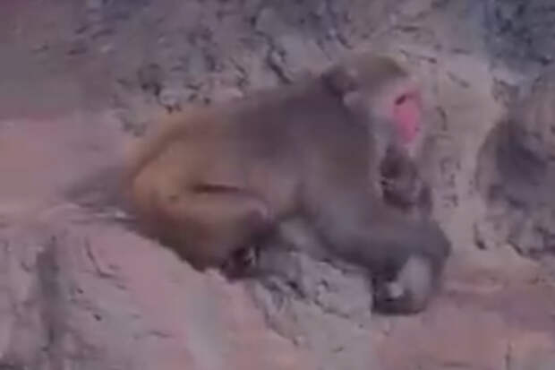 Брошенного матерью и отвергнутого стаей детеныша макаки Панча обняла взрослая обезьяна