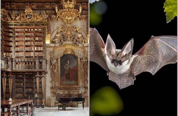 Почему в португальской библиотеке столетиями живут летучие мыши