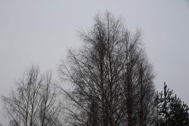 Погода в Архангельске 17 января 2024: главное