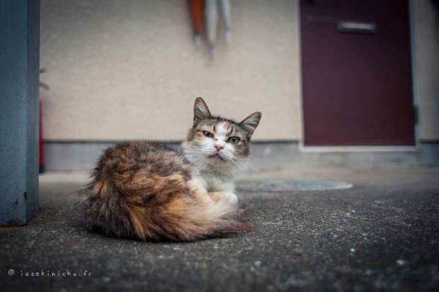 Бродяги кошки, фоторепортаж, япония