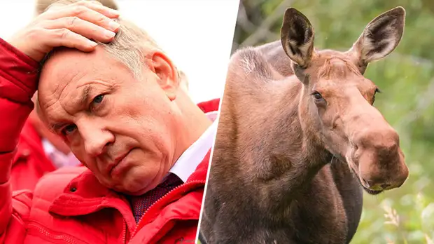 «Такого зверя надо перевозить в танке»: сколько может заплатить депутат Рашкин за нового лося