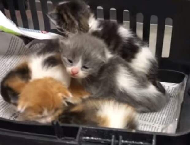 Котята спят Котята в корзинке
