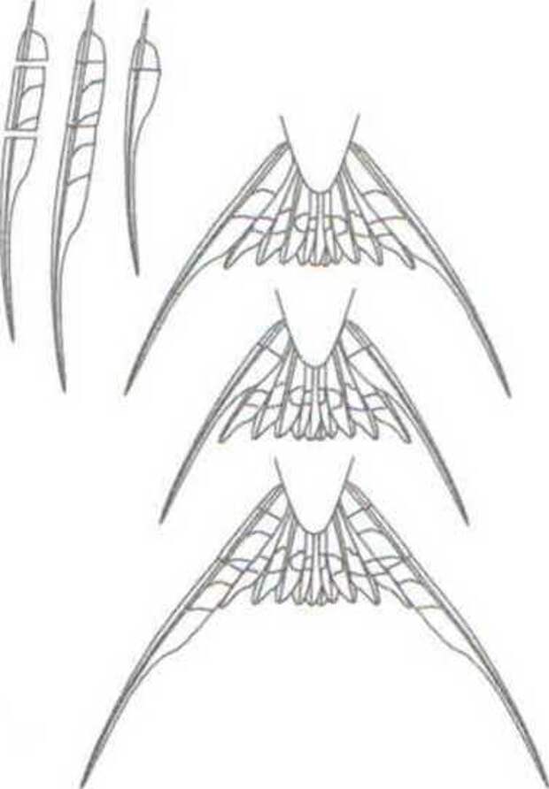 Рис. 2.5. Схема манипуляций с крайними рулевыми хвоста деревенской ласточки (обрезание и приклеивание обрезанных фрагментов). Из: Evans, Thomas, 1997.