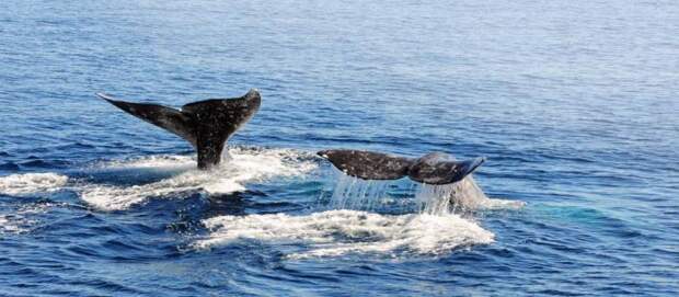 Где можно увидеть китов в природе? Где живут киты? Сколько видов китов существует