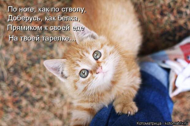 Лучшие котоматрицы недели (50 фото)