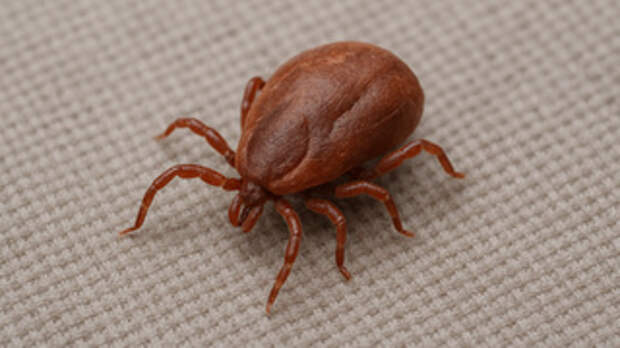 За неделю 112 человек пострадали от укусов клещей в Алтайском крае