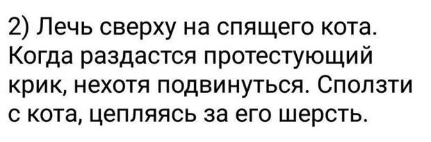 Наш ответ хвостатым животные, кошка, юмор