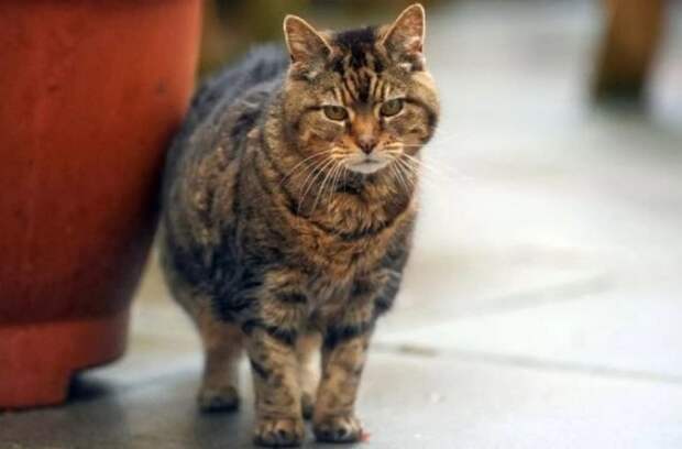 Самые старые коты и кошки нашей планеты