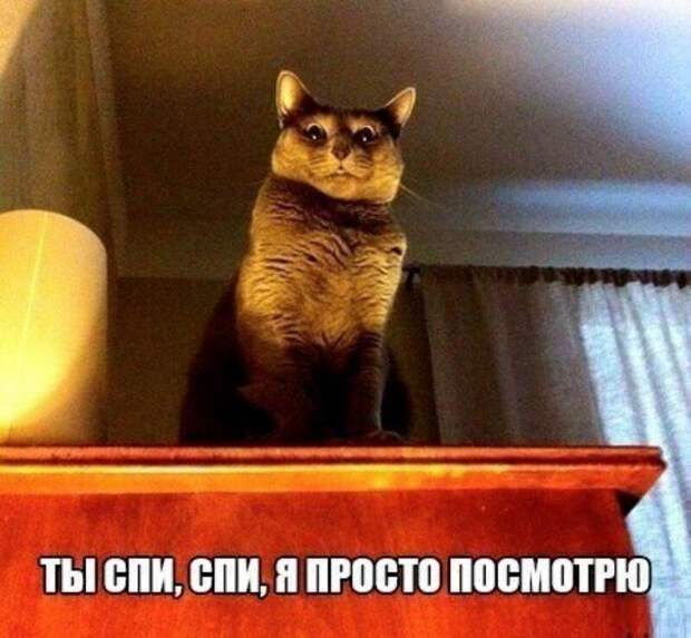 Субботний котопост коты, кошки, приколы с котами., смешные коты