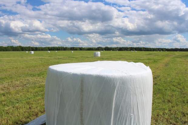 Раён уключыўся ў масавую касавіцу.