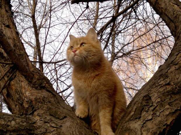 Коты, выглядывающие из своих укрытий (25 фото)