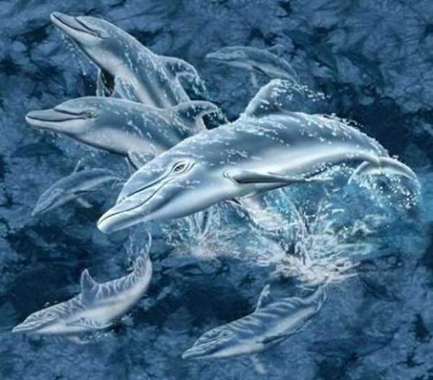 Сколько дельфинов изображено на картинке?