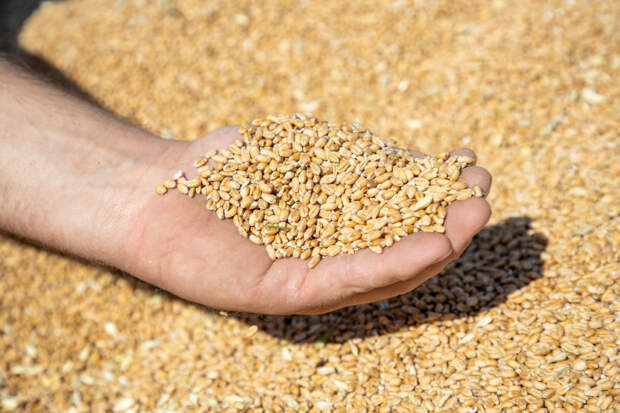 Россельхознадзор признал недействительной декларацию на 250 тонн пшеницы из Тульской области