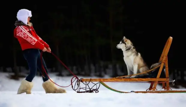 Plemeno husky (34 fotografií)