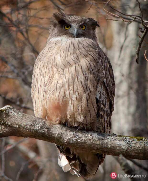 Рыбный филин / Bubo blakistoni