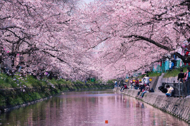 Городской весенний пейзаж в Японии.