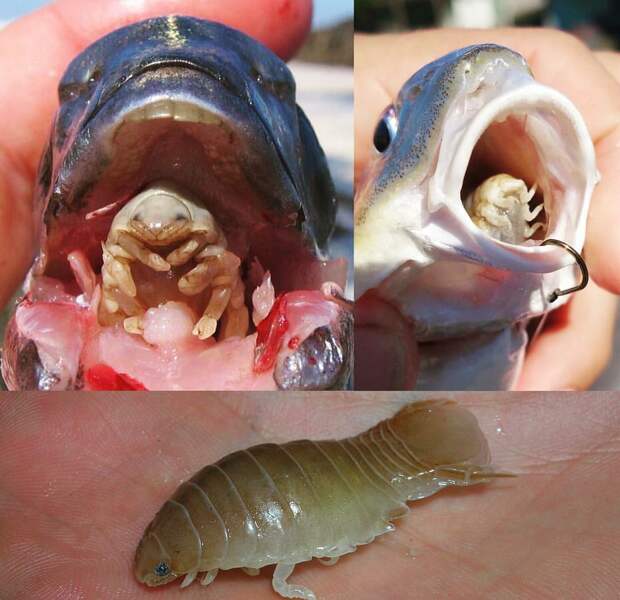 Необычные обитатели морских глубин на снимках рыбака еда, животные, море, рыба