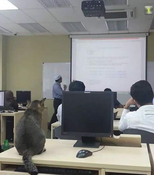 cat-sleeps-university-lecture-malaysia-3