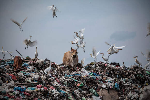 Коровы бродят в куче мусора на свалках в Лхоксеумаве, Индонезия