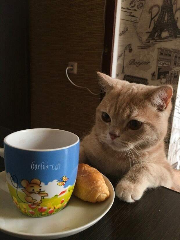Субботний котопост коты, кошки, приколы с котами., смешные коты