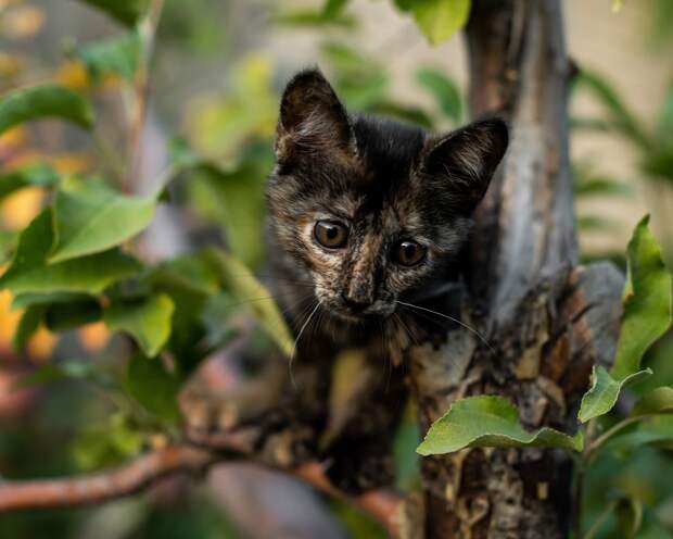 котенок на дереве