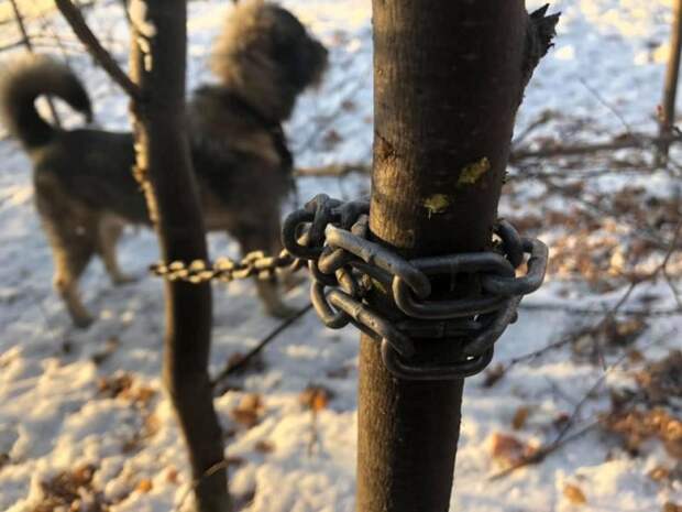 В парке Екатеринбурга обнаружили пса, прикованного к дереву