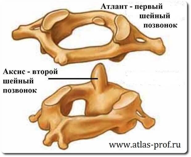 атлант и аксис первый и второй шейные позвонки