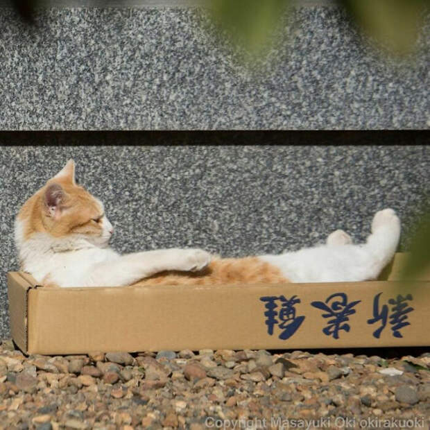 Уличные кошки Токио в фотографиях Масаюки Оки, от которых невозможно оторваться