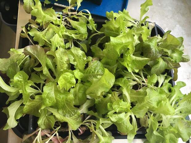 lettuce-mars-simulant-nutrients