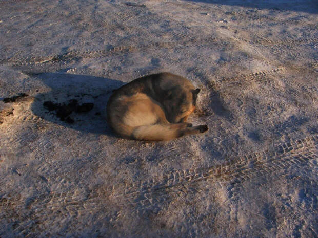 Курьер "Додо пиццы" спас собаку от холода — его уволили. Жители России объявили массовый байкот