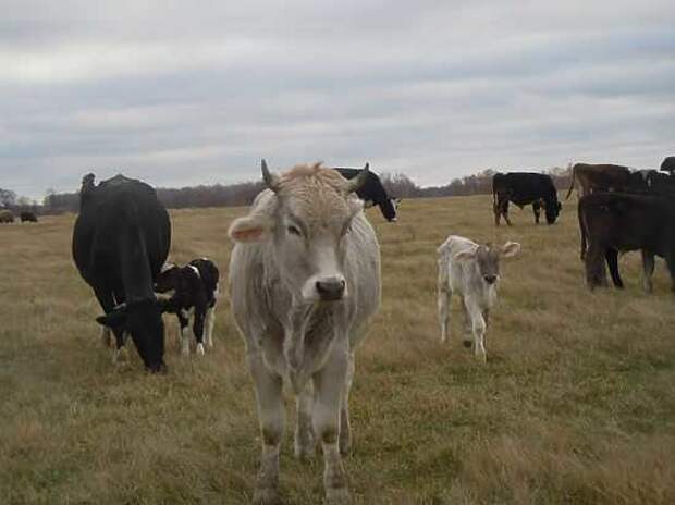 Коров выгнали в чисто поле прямо с новорожденными телятами. "село встает с колен", импортозамещение, фермер