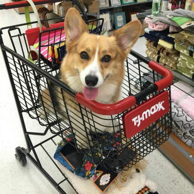 cart9