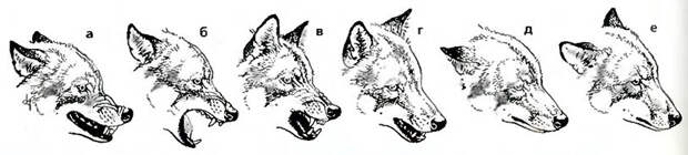 Изменение мимики волка в зависимости от передаваемой информации: от агрессивной защиты (а) через крайнюю степень защиты (б) к очень вызывающей (в), игривой (г), подчинённой (д) и дружественной (е).