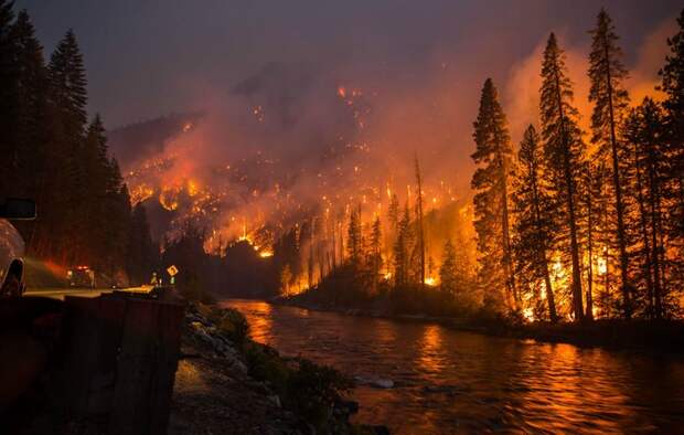 home-destroyed-wildfire-pig-charlie-11